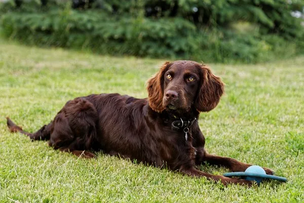 German Spaniel